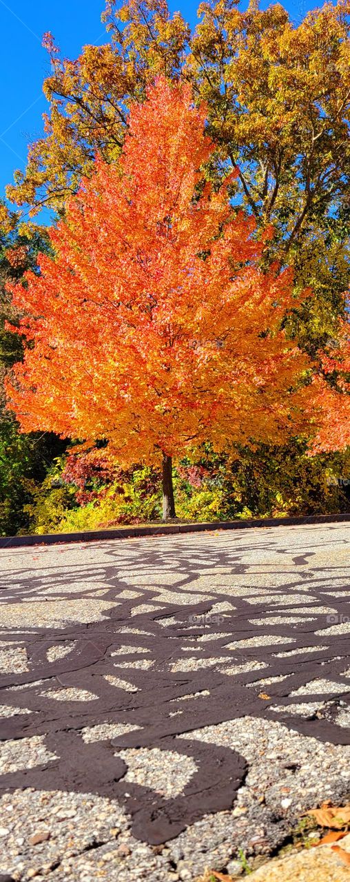 cracked pavement w autumn tree