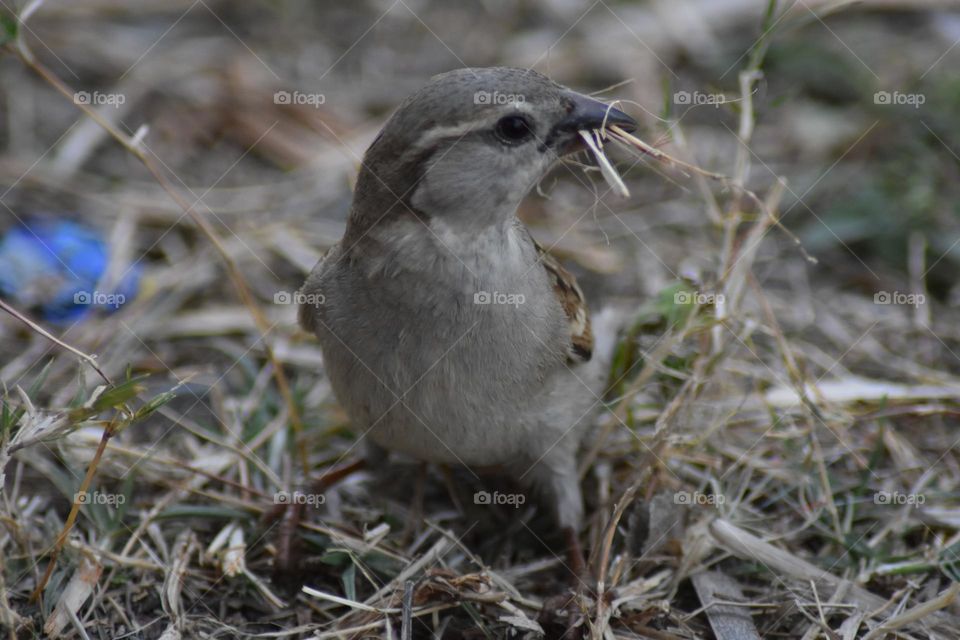 The Sind sparrow is a passerine bird of the sparrow family, Passeridae, found around the Indus valley region in South Asia Very similar to the related house sparrow