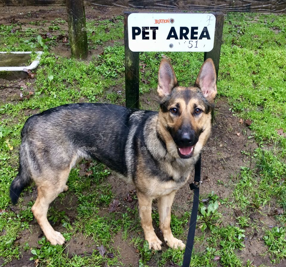 German shepherd dog at outdoor pet rest area.