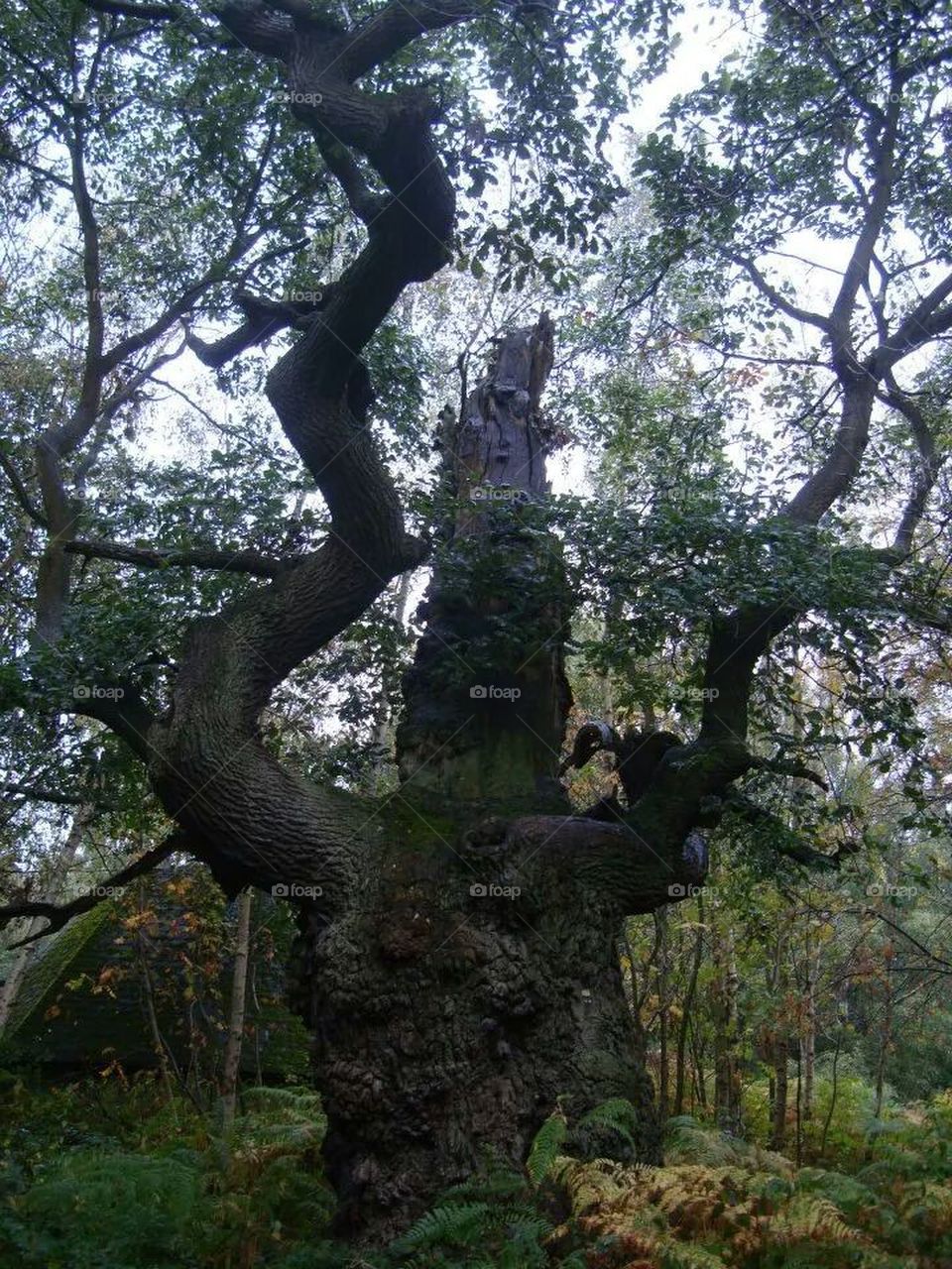 Big tree in Sherwood Forest