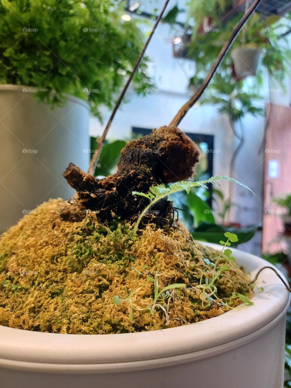 Macro shot of the root of a plant.