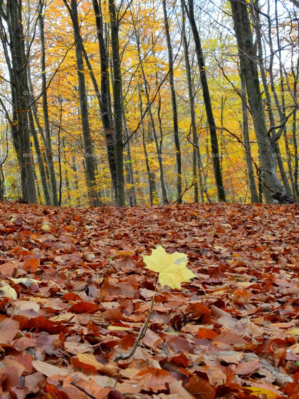 A lonsome yellow maple leaf the beech forest 