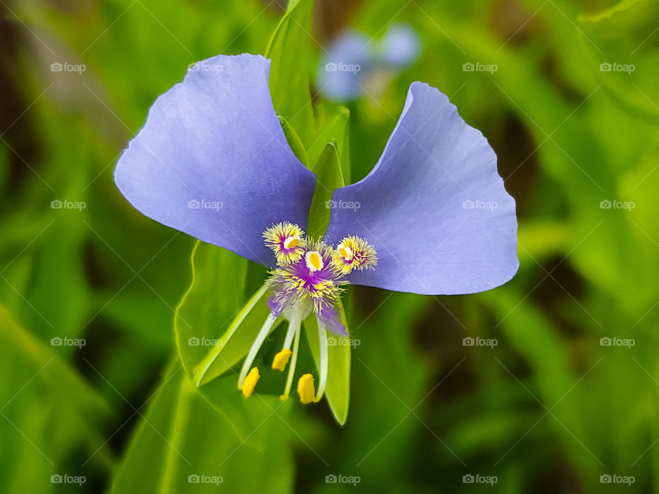 Tinantia - commonly called widow's tears or false dayflower. Symmetrical purple, yellow, white and magenta pink flower with the illusion of a face.