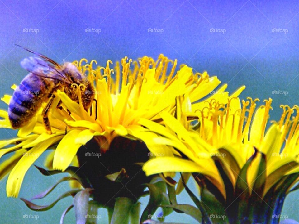 Bee on dandelion 