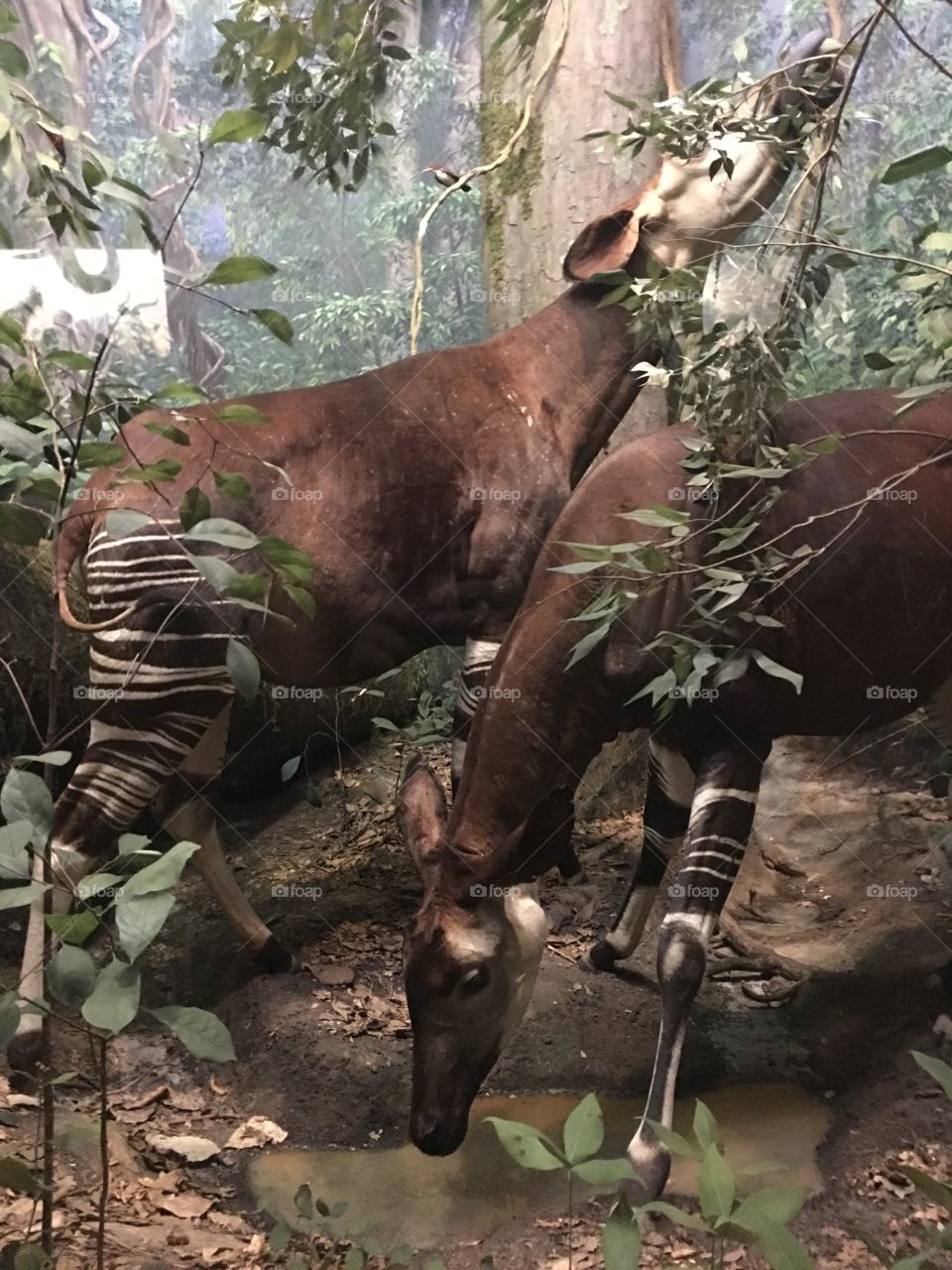 Taxidermy okapi at the Smithsonian Museum of Natural History in New York City. 