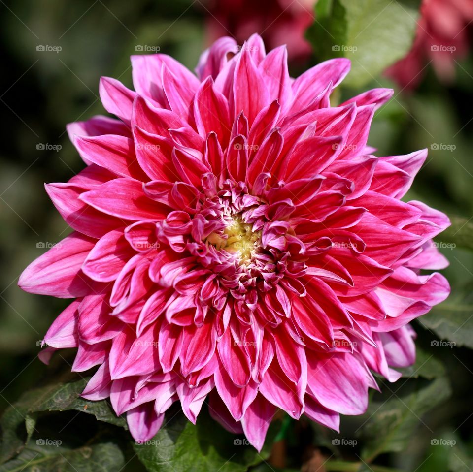Dahlia