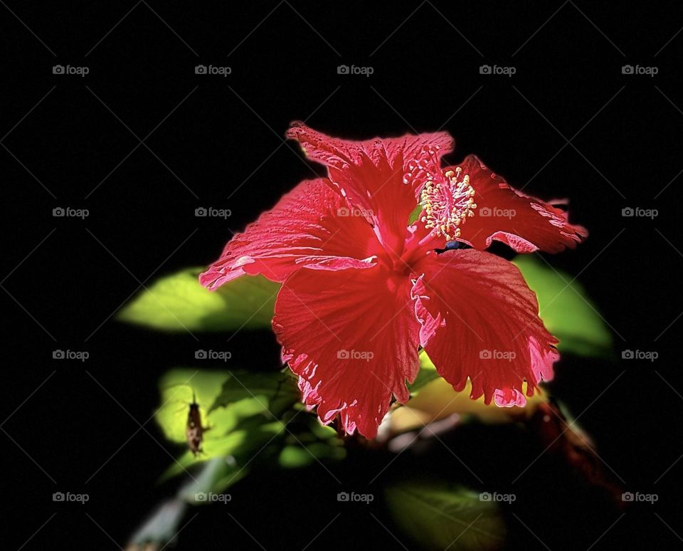 Complementary colors (hibiscus) 