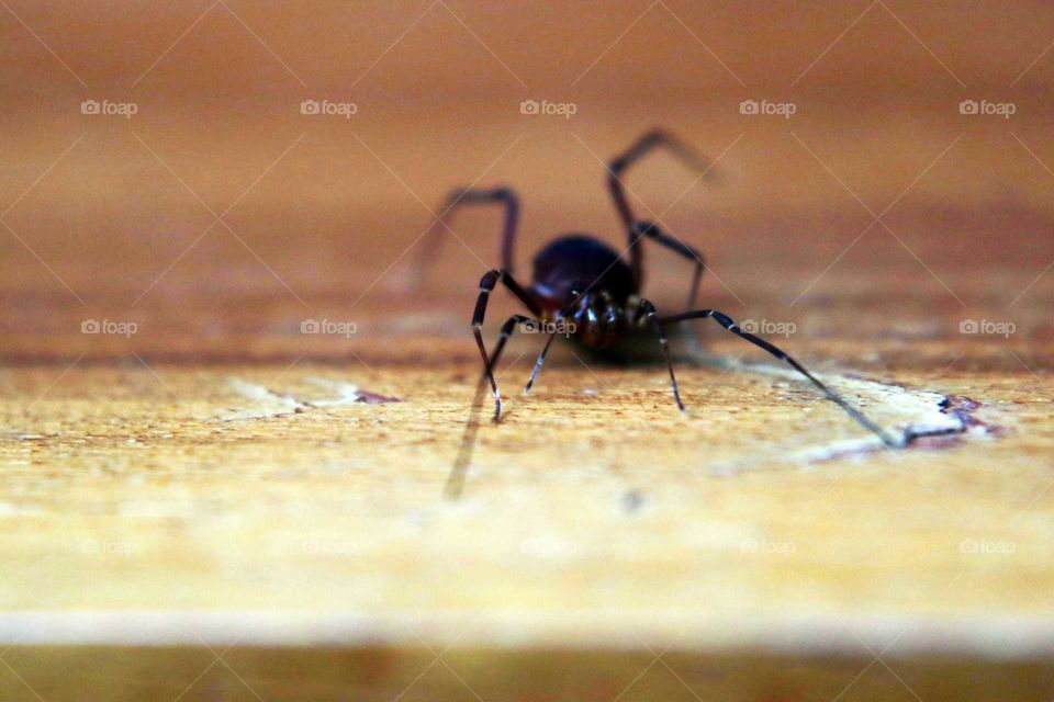 Black spider on the wood