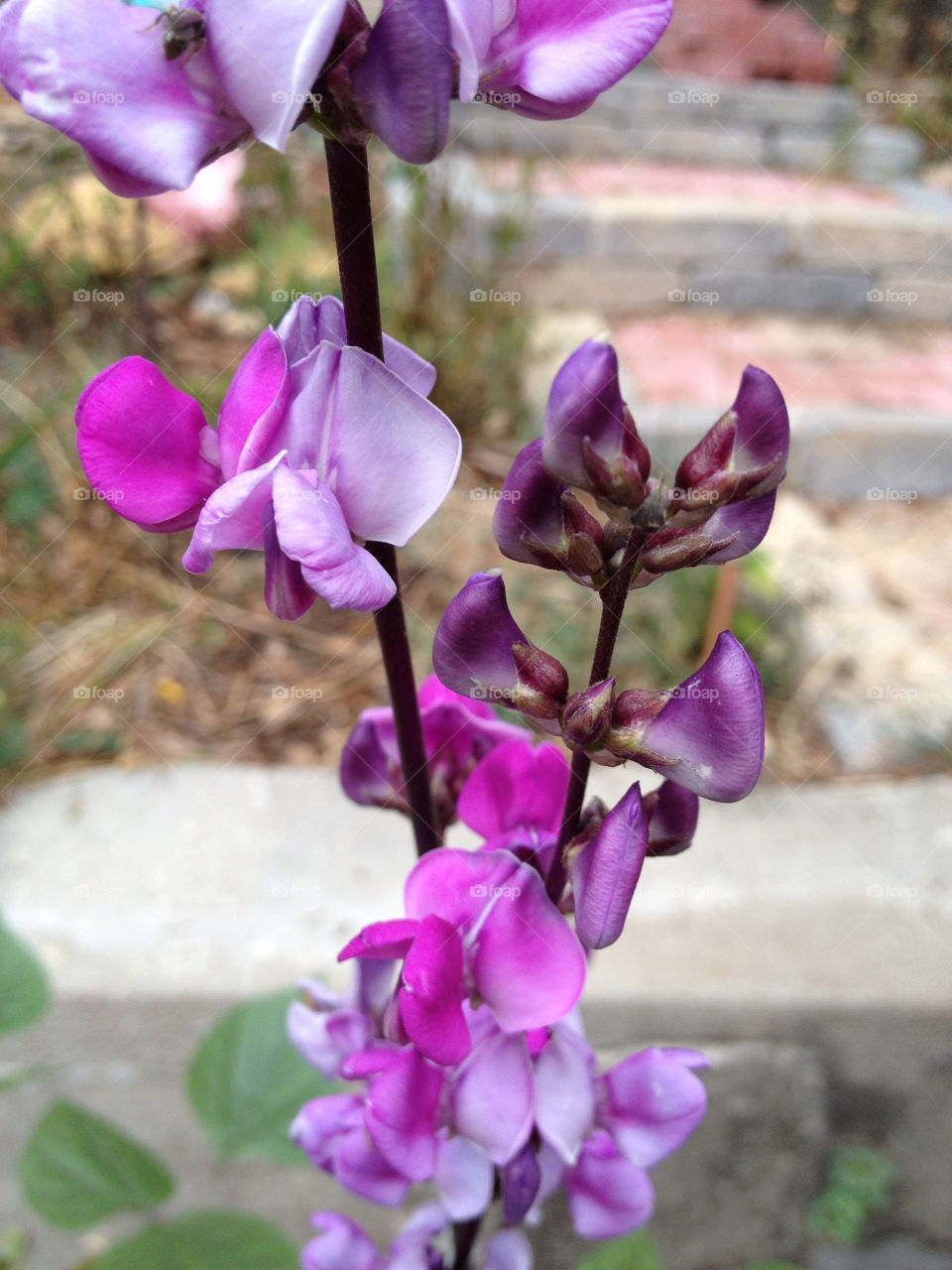 flower purple summer bud by leanderthal