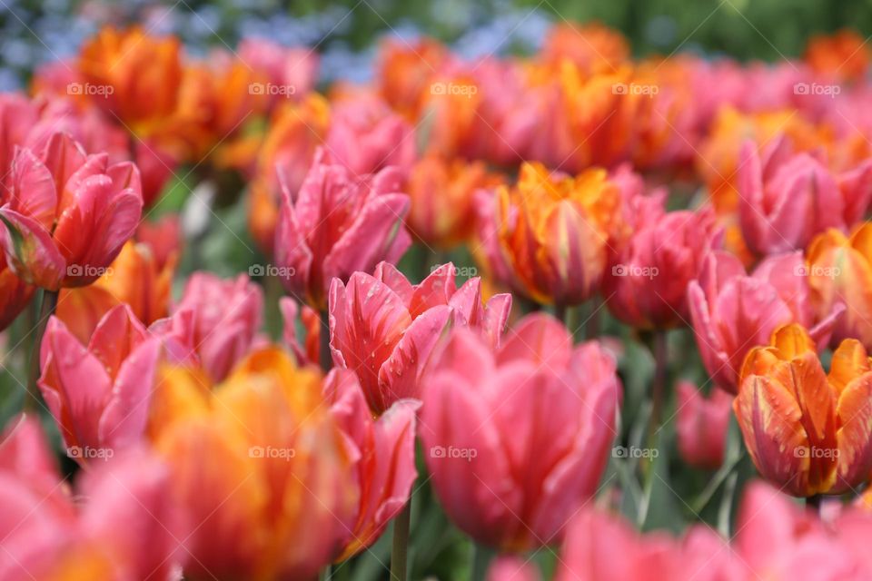 Colourful tulips 