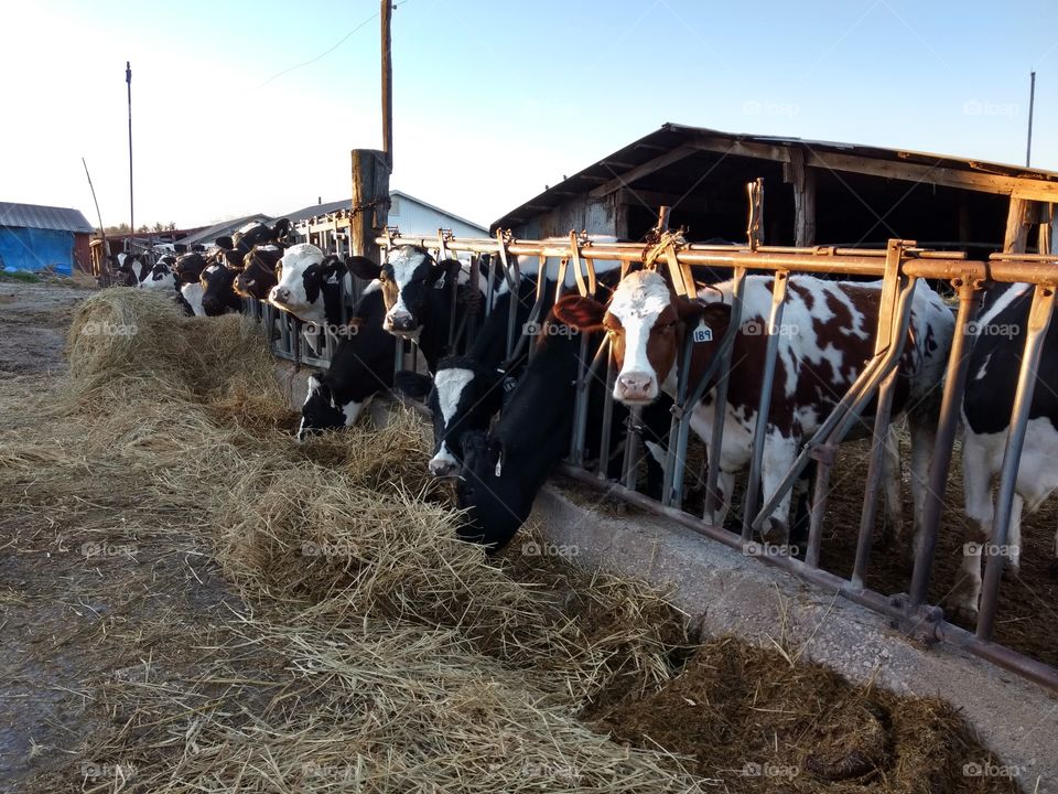 cows eating breakfast at a dairy farm.