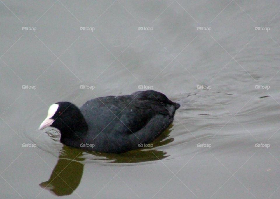 Coot 
