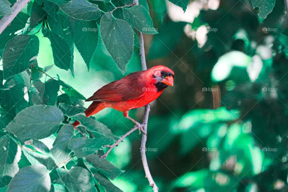 Cardinal in a tree