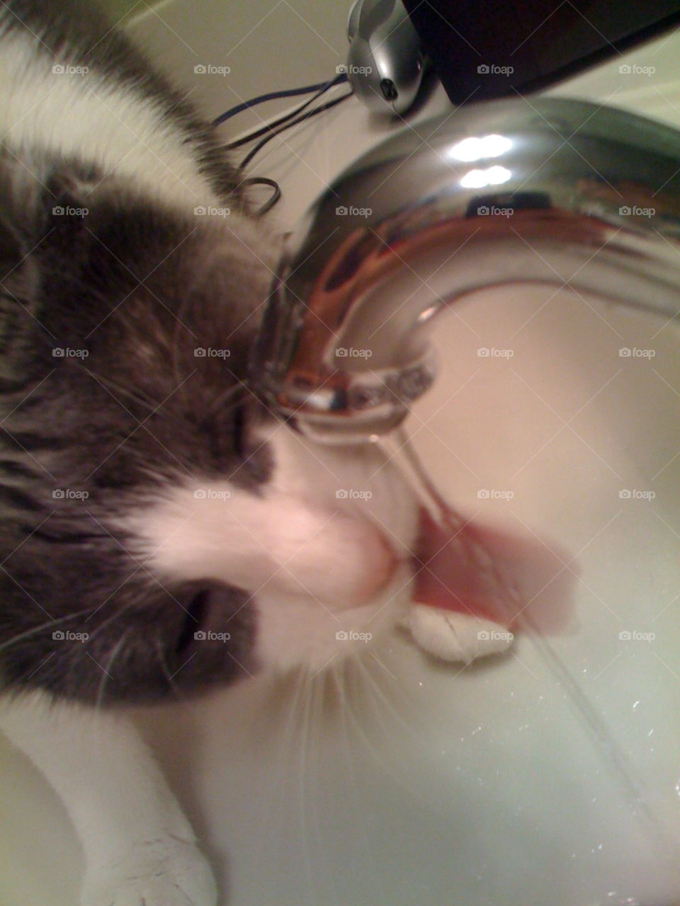 Thirsty . Silly cat drinking water