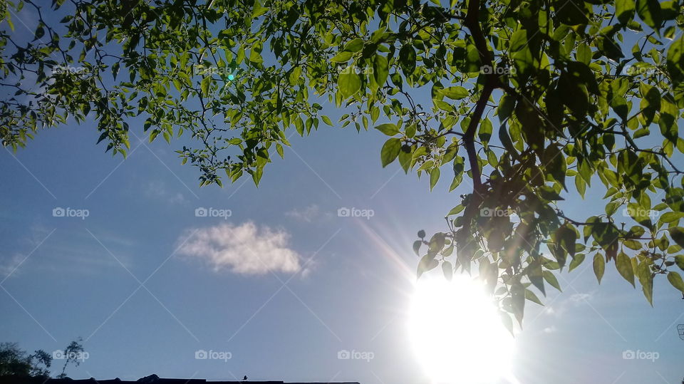 GALHO BRILHO DO 🌞 SOL