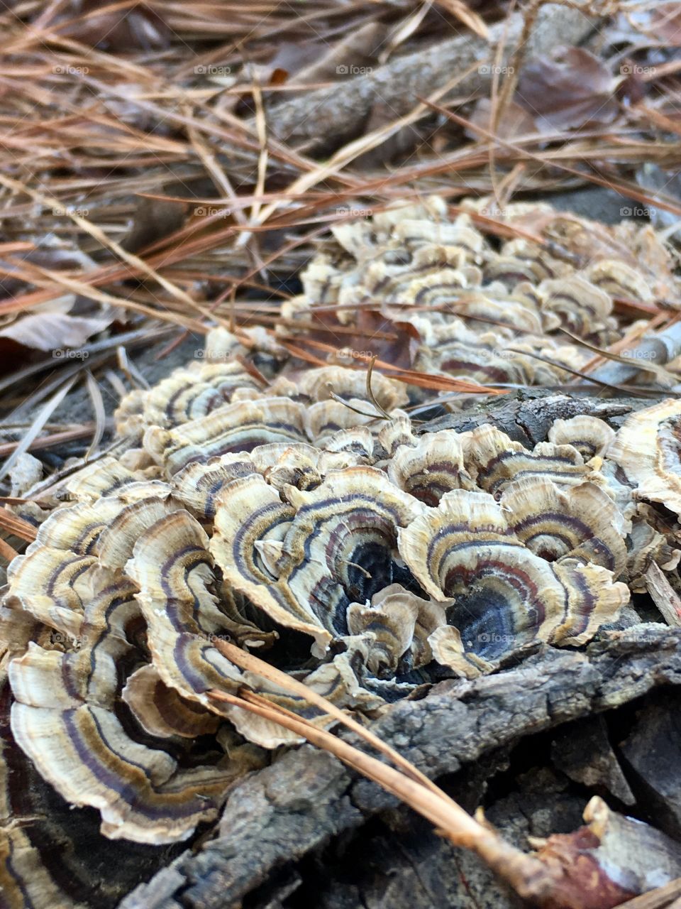 Oyster mushrooms