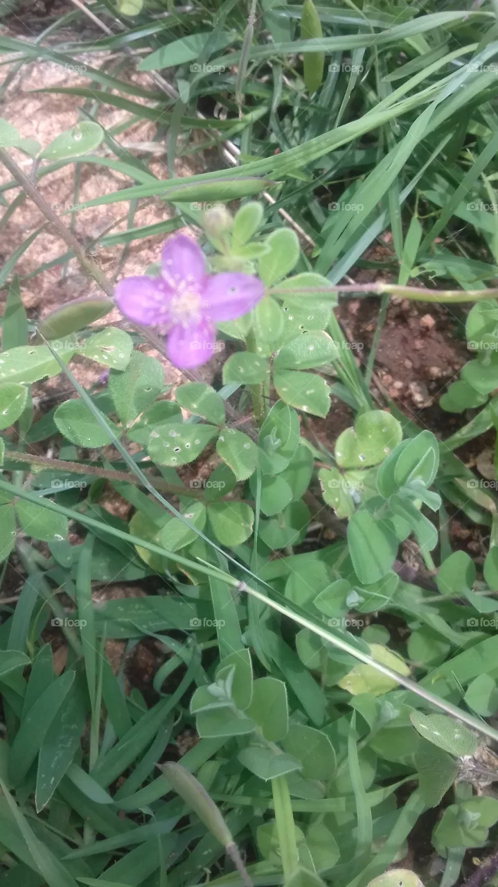 beautiful flowers