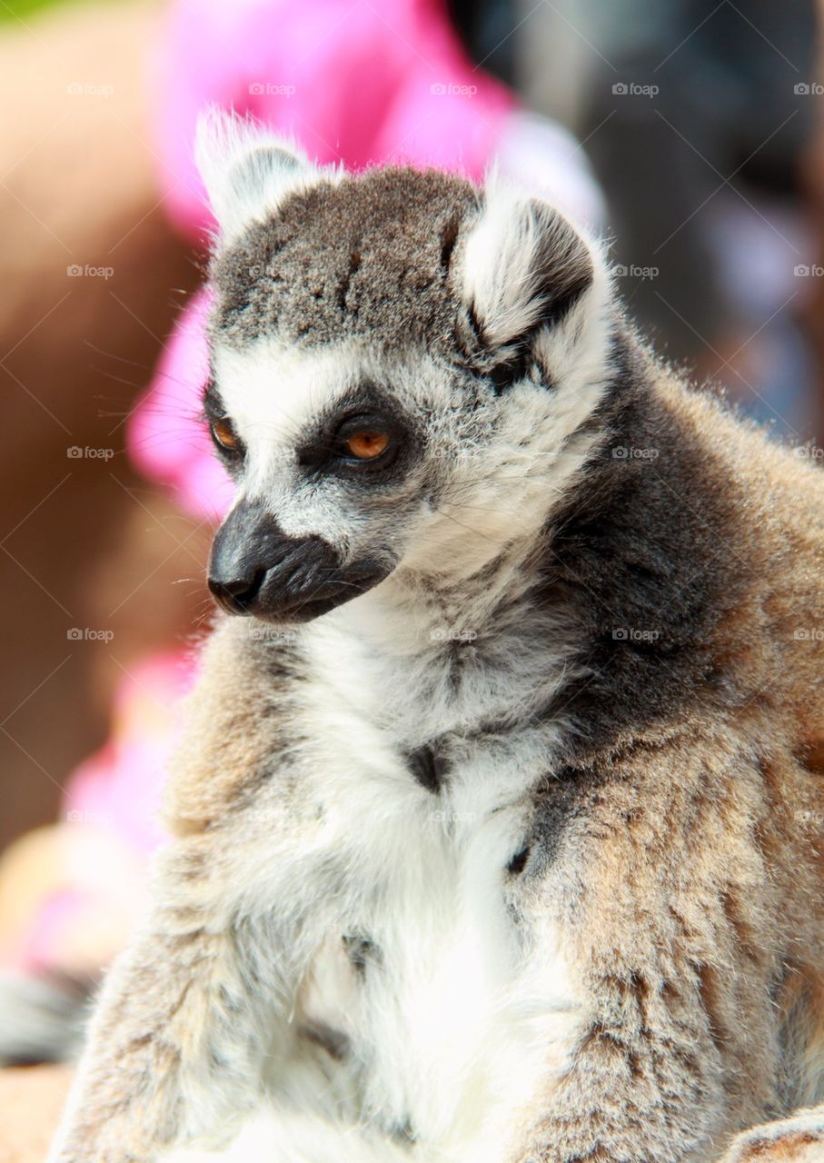 Lemur