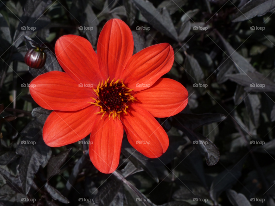 flower red black special by Bea