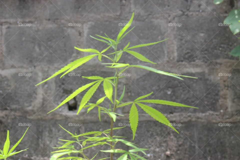 More herbal than is recognition, let the original cover the fake