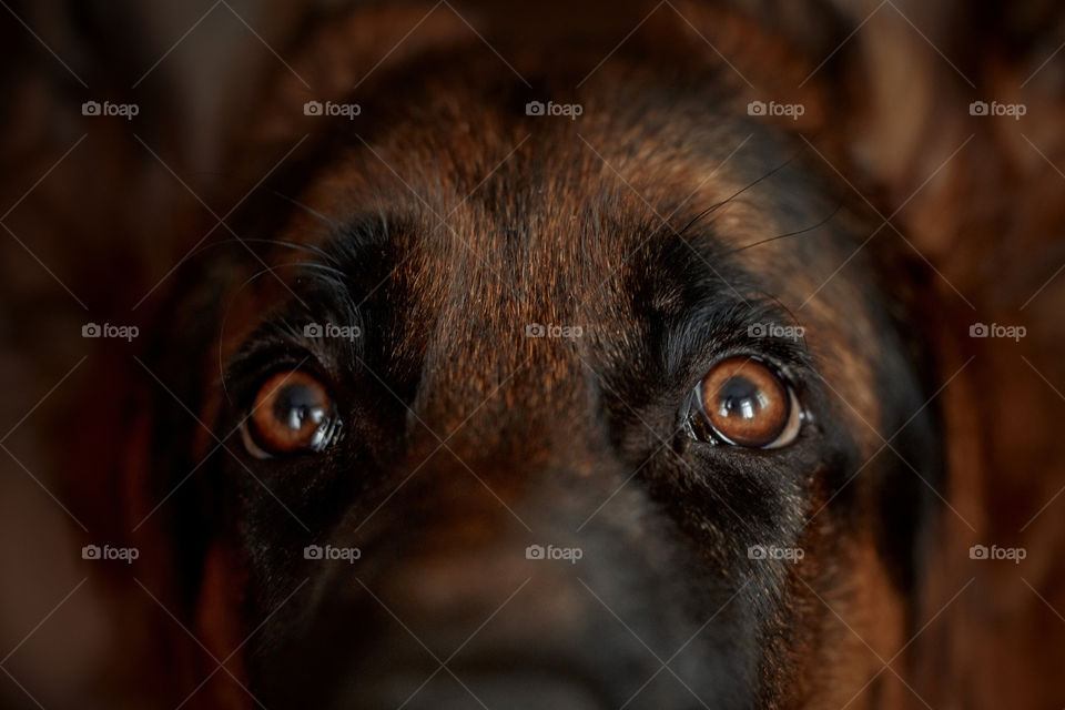 German shepherd close up portrait with accent on the eyes 