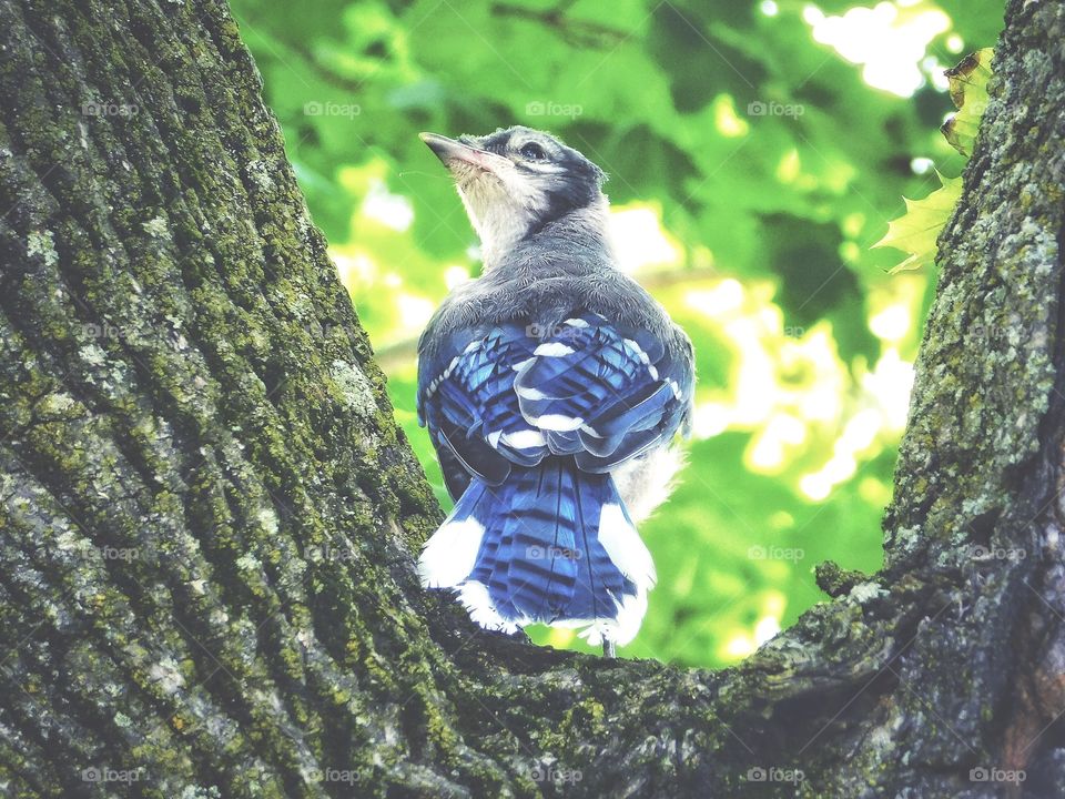 Curious little bluejay on my tree 