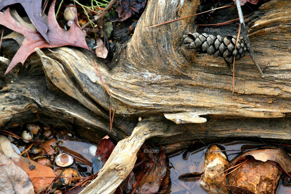 driftwood, water, pinecon