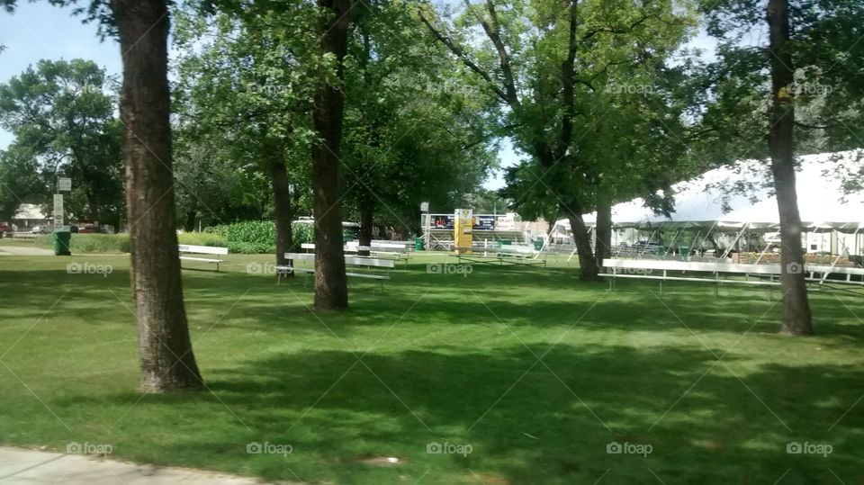 Tree, Landscape, Grass, Park, Environment