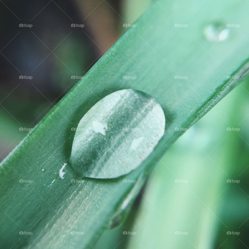 Rain, Drop, Dew, Leaf, Flora