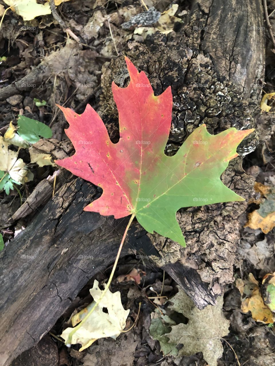 Red and Green Autumn Leaf on the forest floor