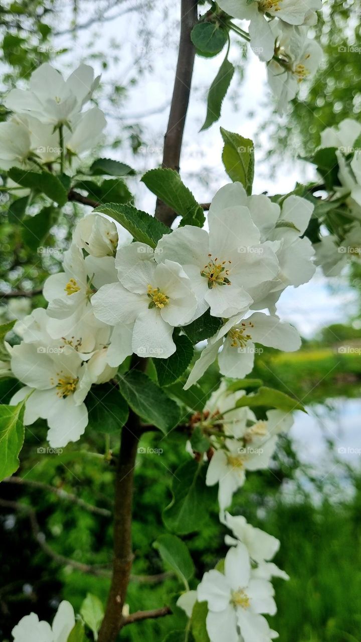 apple tree blossoms