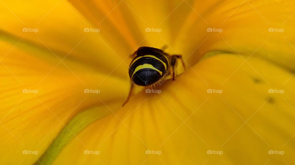 Bee with Yellow stripes drinking honey from a yellow flower