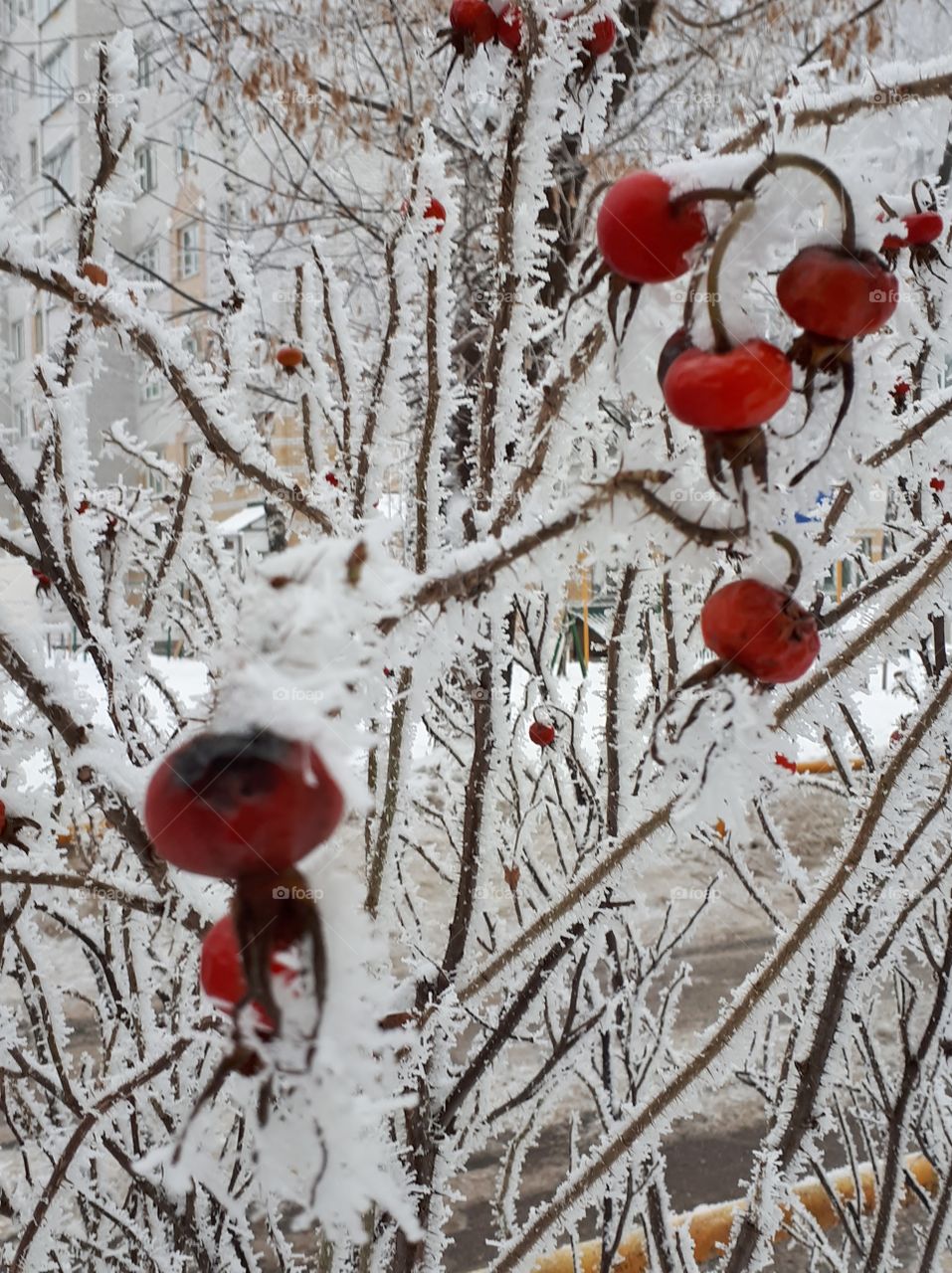 Rosehip under the snow