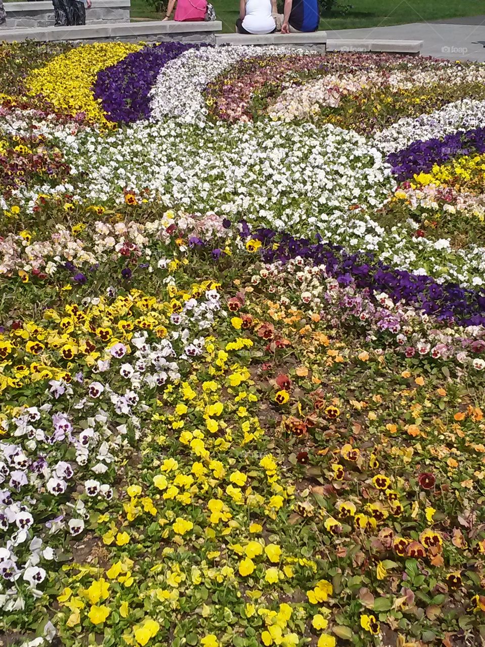 Circle Of Flowers. A circle of flowers on display at Highland Park in Rochester,NY during Mothers'Day weekend 2015 