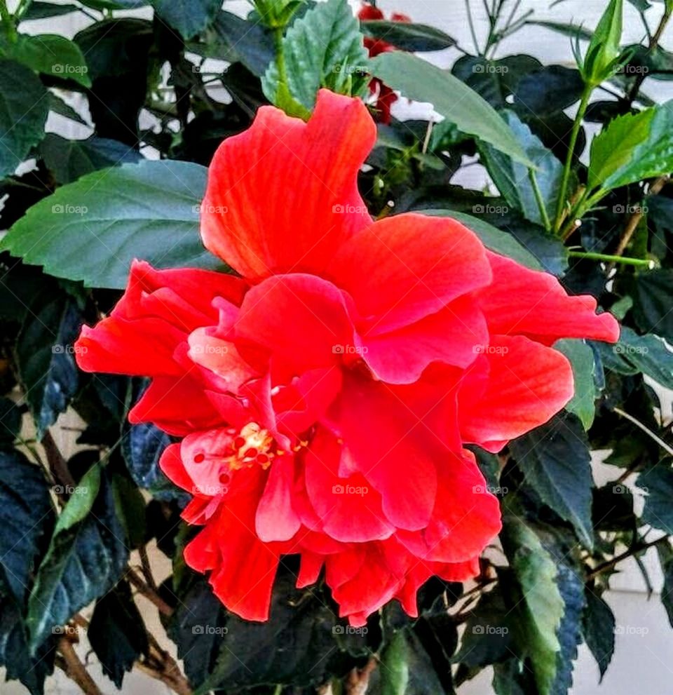 Hibiscus in tropical south Texas.