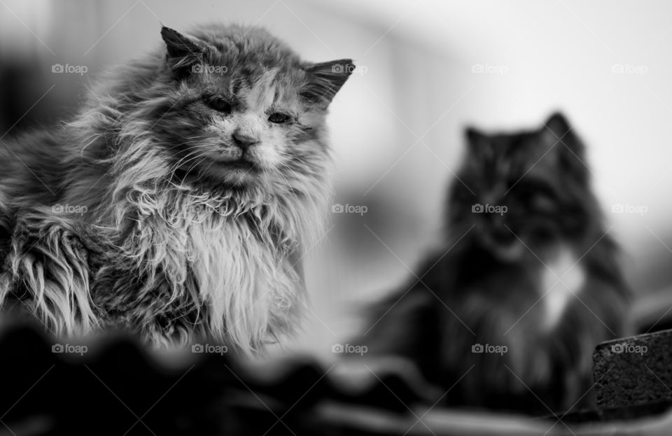 old cat dirty cat on the rooftop black and white sad cat