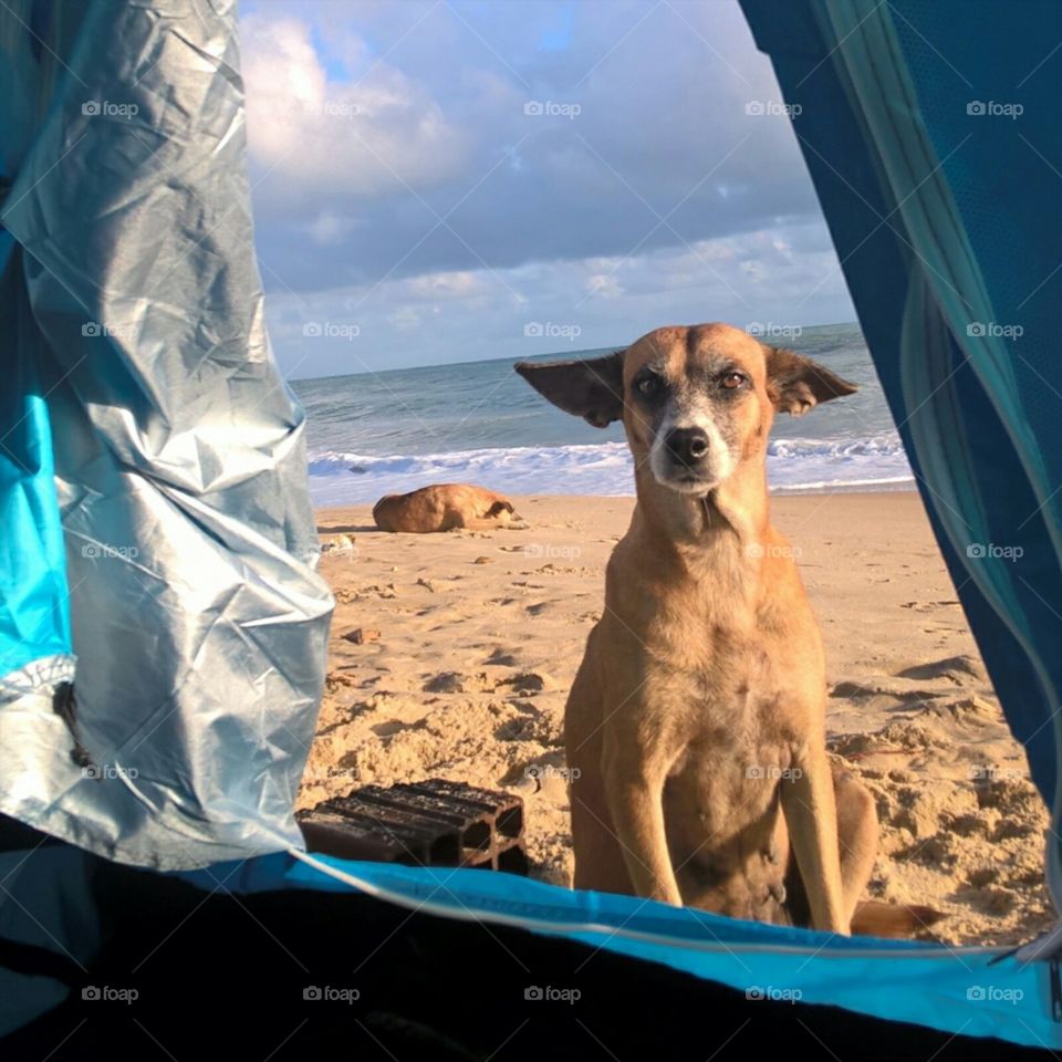 Dog camping on the beach