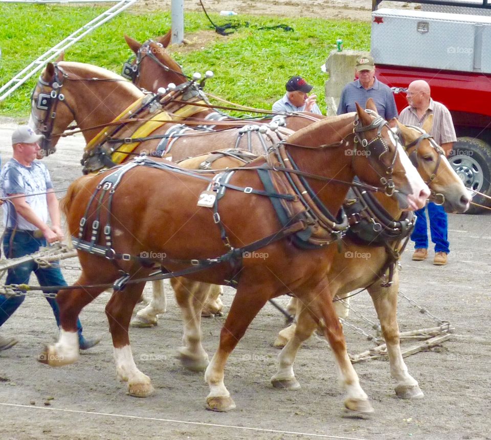 Sled Pull Competition 