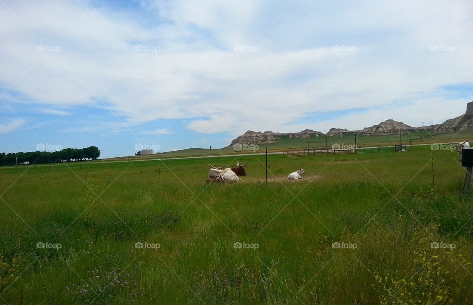 Open country. Long horns resting