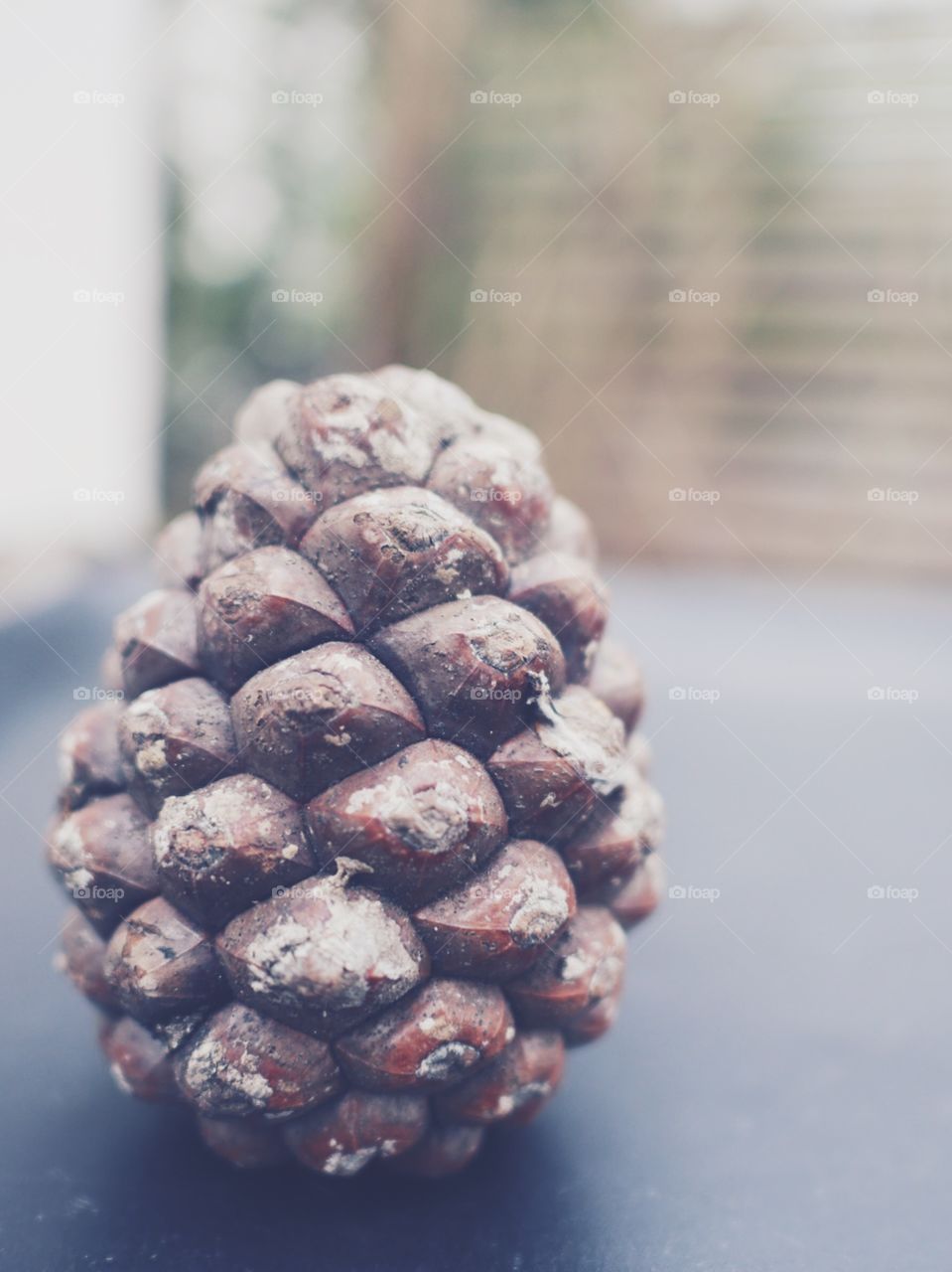 Close-up of pine cone