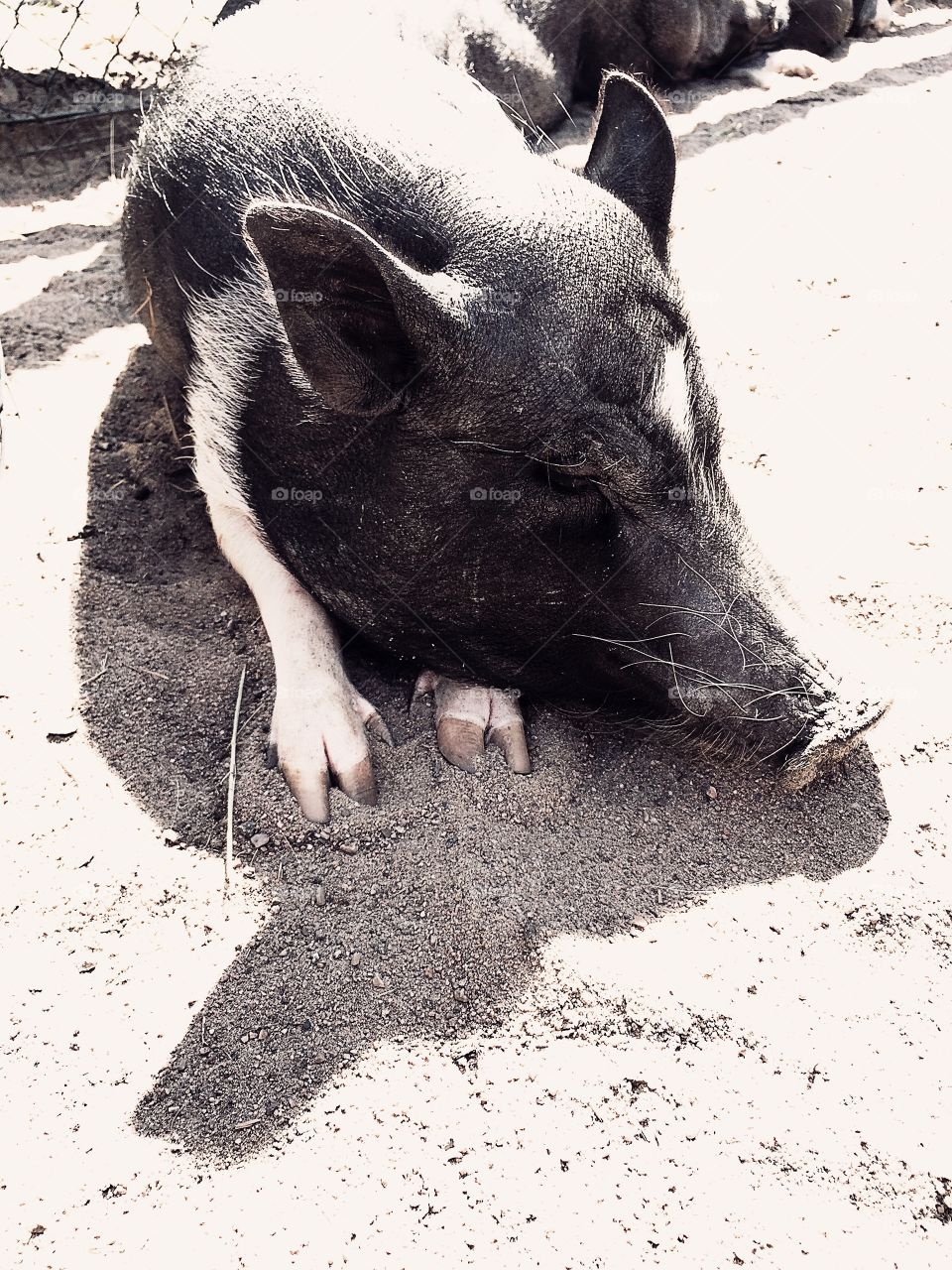 Piggy. A cute pig resting in the sun