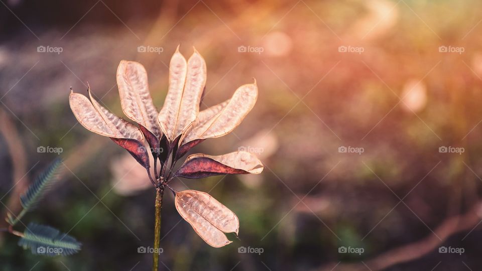 Beautiful rind grass flower