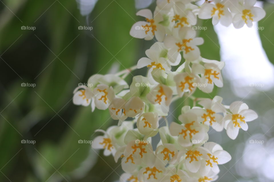 Little yellow flowers