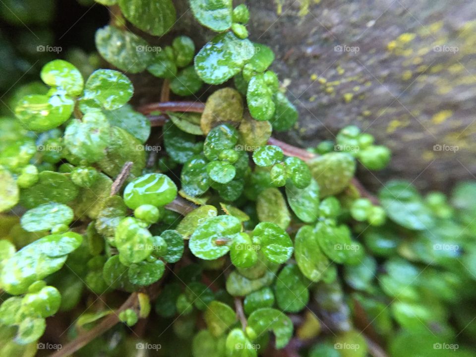Tiny leaves, part of undergrowth in a forest