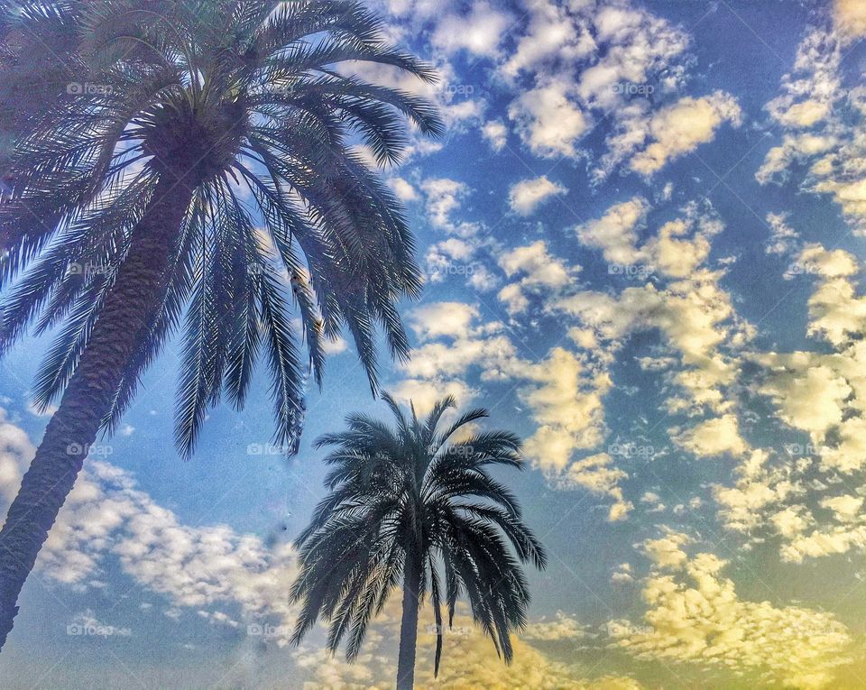 Palm trees on a cloudy day