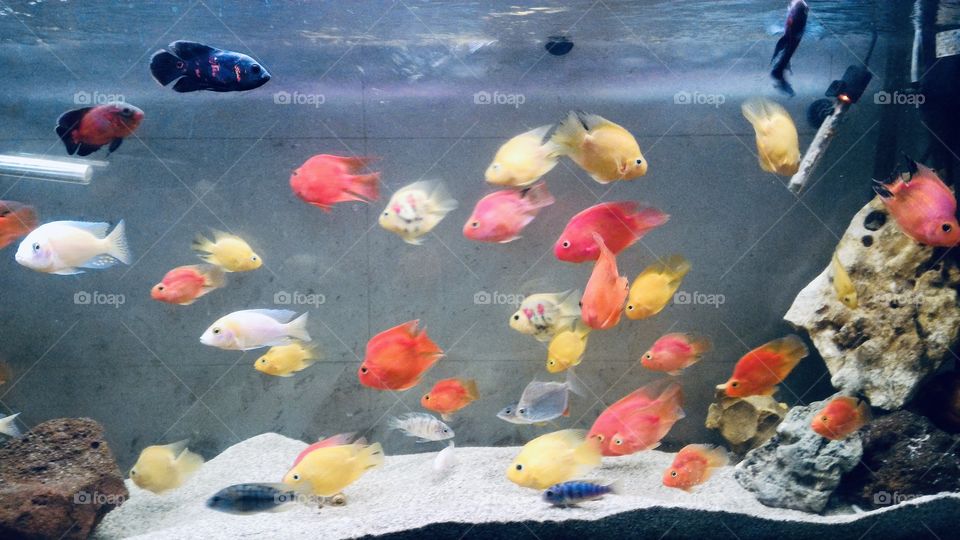 Blood Parrot Cichlids