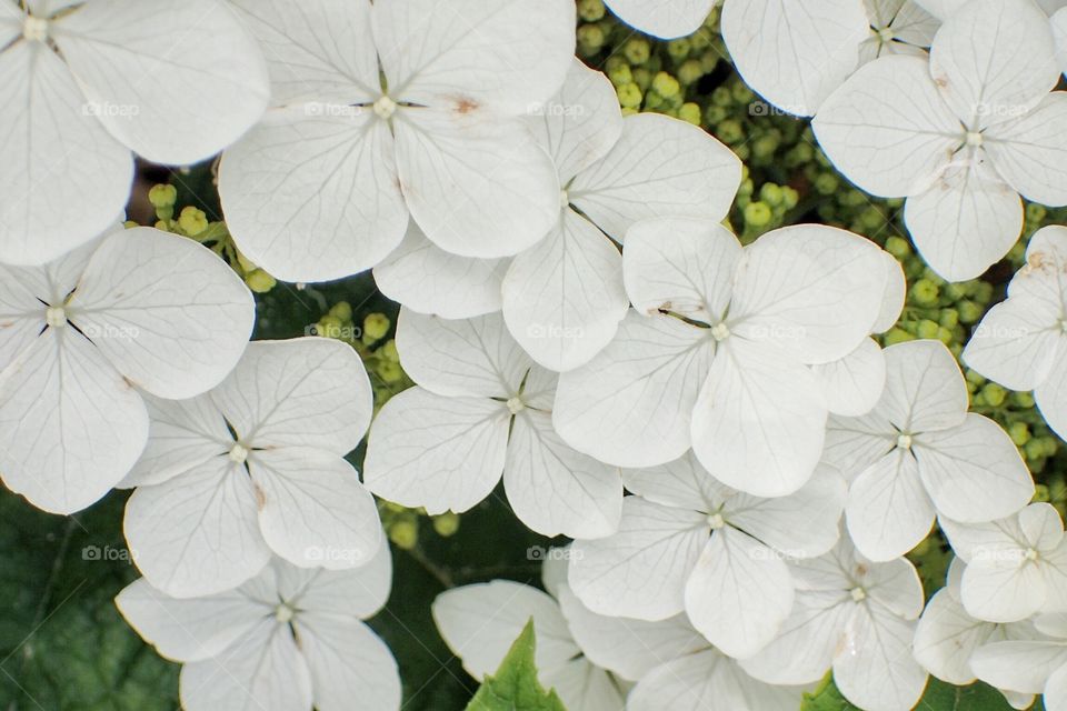 White hydrangea 