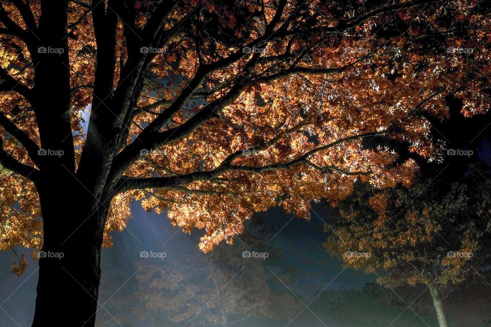 Foap, Glorious Mother Nature. The beautiful bronze canopy of an oak tree backlit by the streetlamp on an early foggy December morning at Lake Benson Park in Garner North Carolina. 