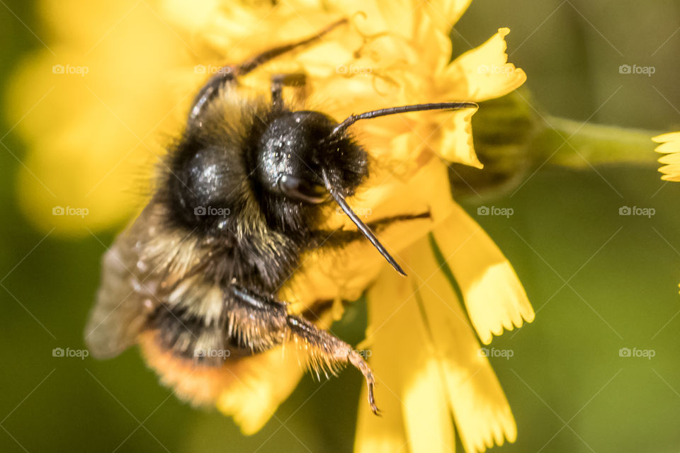 macro photo of a bumblebee on a yellow flower in the meadow