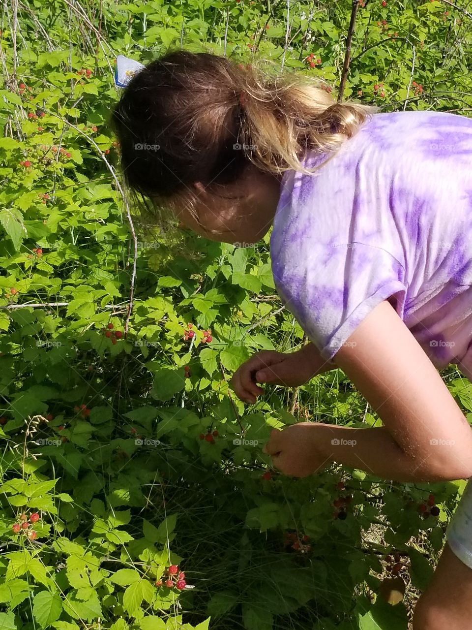 young girl picking raspberries